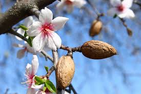 almond tree ile ilgili görsel sonucu