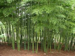 Image result for bamboo