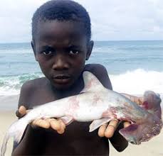 un bébé requin marteau dans les mains d&#39;un enfant n Baignade : Plusieurs périls peuvent vous guetter lors de vos baignades en Guinée-Bissau. - requin_marteau_bijagos