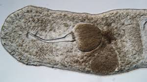 Lonely flatworms inject sperm into their own heads | Science | AAAS