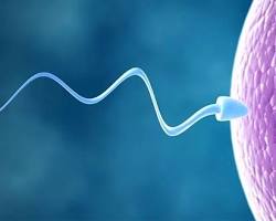 Spermin yumurtayı döllemesi resmi