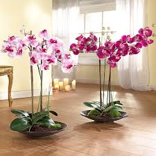 Image result for orchids only