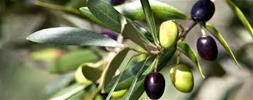 Bildresultat för olivträd med frukter