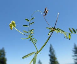 Vicia hirsuta Calflora