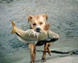 Можно ли собакам рыбу