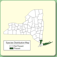 Cyperus microiria - Species Page - NYFA: New York Flora Atlas