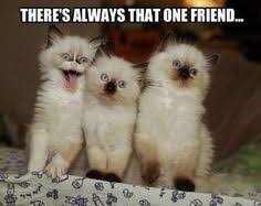 Image result for cute kitten quotes ' go on without me!'