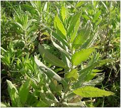 Inula Viscosa Extract Inhibits Growth of Colorectal Cancer ... - Frontiers