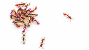 Ant-y social: Successful ant colonies hint at how societies evolve ...