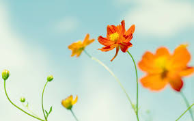 Image result for orange flower