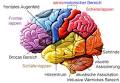 Unterschiedliche Teile des Gehirns und Funktionen
