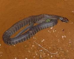 Eastern tiger snake venomous snake