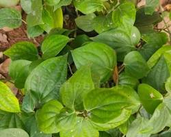 Image of Vijay black pepper plant