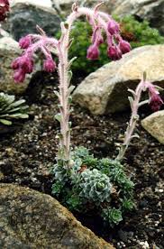 Saxifraga porophylla - Wikispecies