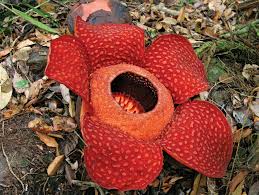 Rafflesiaceae | Description, Taxonomy, & Facts | Britannica.com