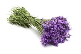 Image result for lavender flower