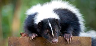 Image result for skunk pictures