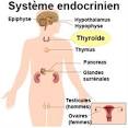 Dysfonctionnement de la thyrode: les symptmes dtecter - Sant