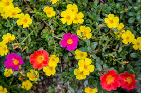 How to Grow and Care for Moss Rose